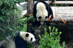 高原西宁首家熊猫馆对外开放