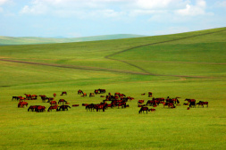 “美麗中國-內蒙古旅游文化周”在坦桑尼亞開幕