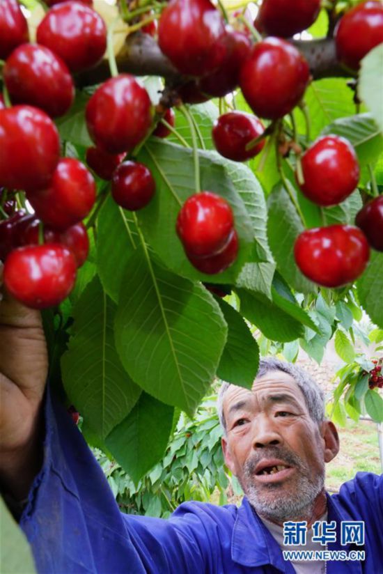 （经济）（3）河北滦州：大樱桃甜透果农心