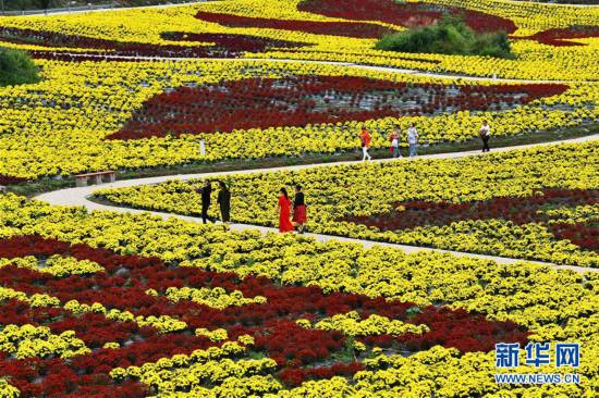 （经济）（2）贵州龙里：“菊花经济”带动乡村旅游
