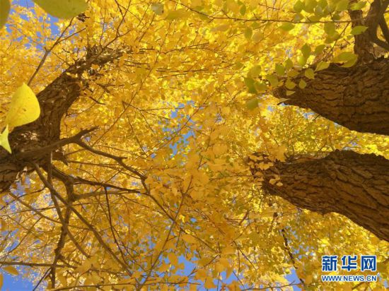 （美丽中国）（4）秋色斑斓耀“沙乡”