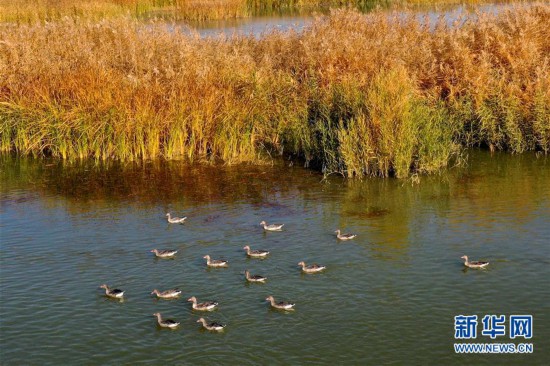 （美丽中国）（2）新疆玛纳斯：秋日湿地画卷