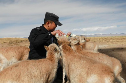 可可西里的藏羚羊“幼兒園”