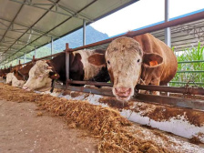 從一群黃牛的飼料，看五糧液如何爭創“零碳酒企”
