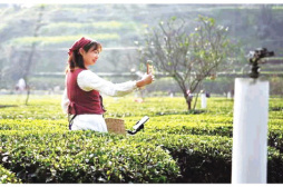 三峽“茶姑娘”帶家鄉茶農合作弄潮