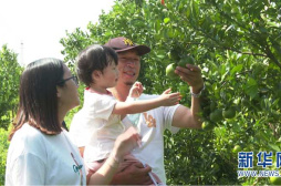 鄉村振興看廣東丨我的長假在果園里過，甘甜！
