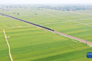河南延津：麦田管护保丰收