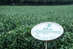 助力茶农增收致富，中茶公司致力做中国茶叶升级的“擎旗手”