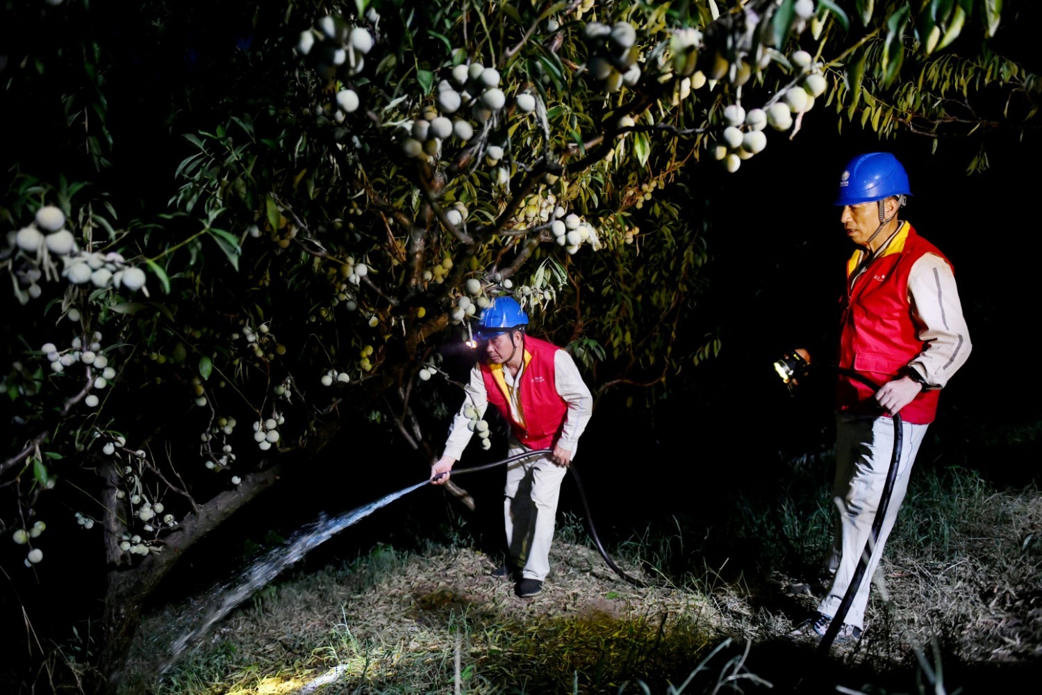 8月17日晚，国网万州供电公司员工在万州区石碾村李子园帮村民给李子树浇水抗旱（王倩 摄）.jpg